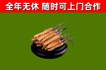 赤壁市烟酒回收冬虫夏草.jpg